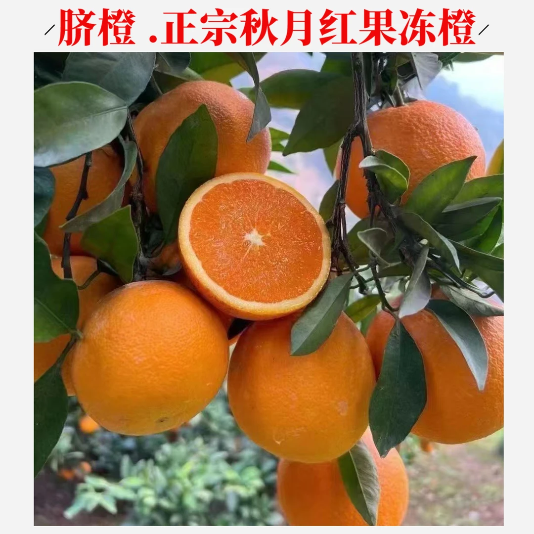 橙子正宗九月红脐橙果冻橙新鲜应季鲜橙水果鲜果整箱产地直发包邮