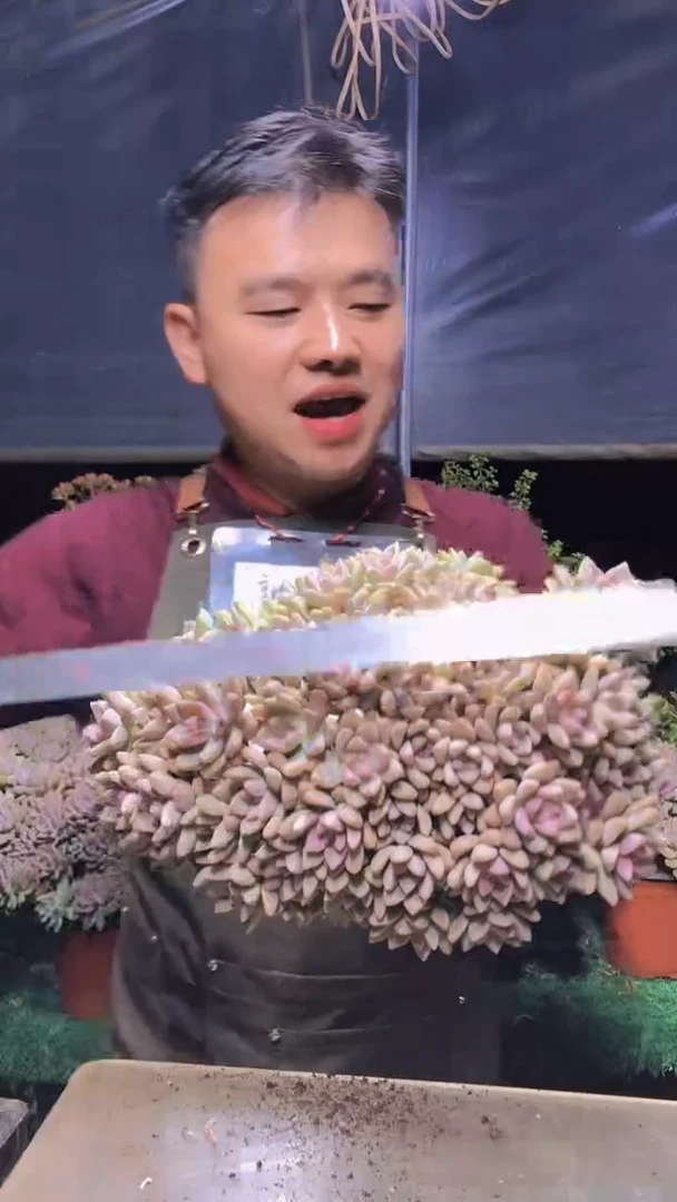 166淡雪缀化一物一拍