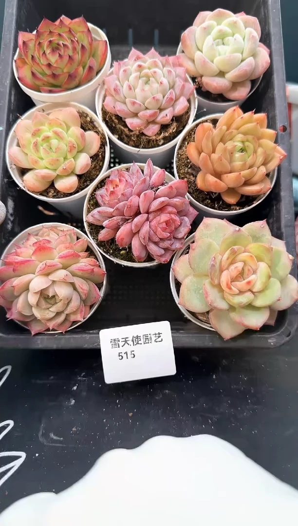 515   多肉8 颗
