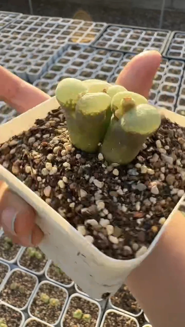 10-444多肉植物肉锥