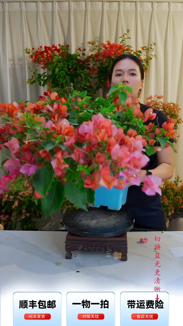 大部分开放少量花苞不甜