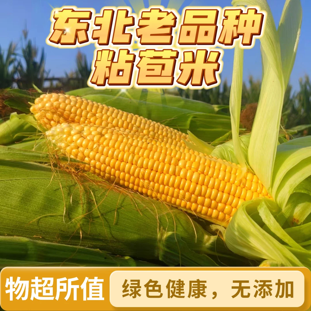 东北黄粘檽新鲜玉米棒子现摘现发