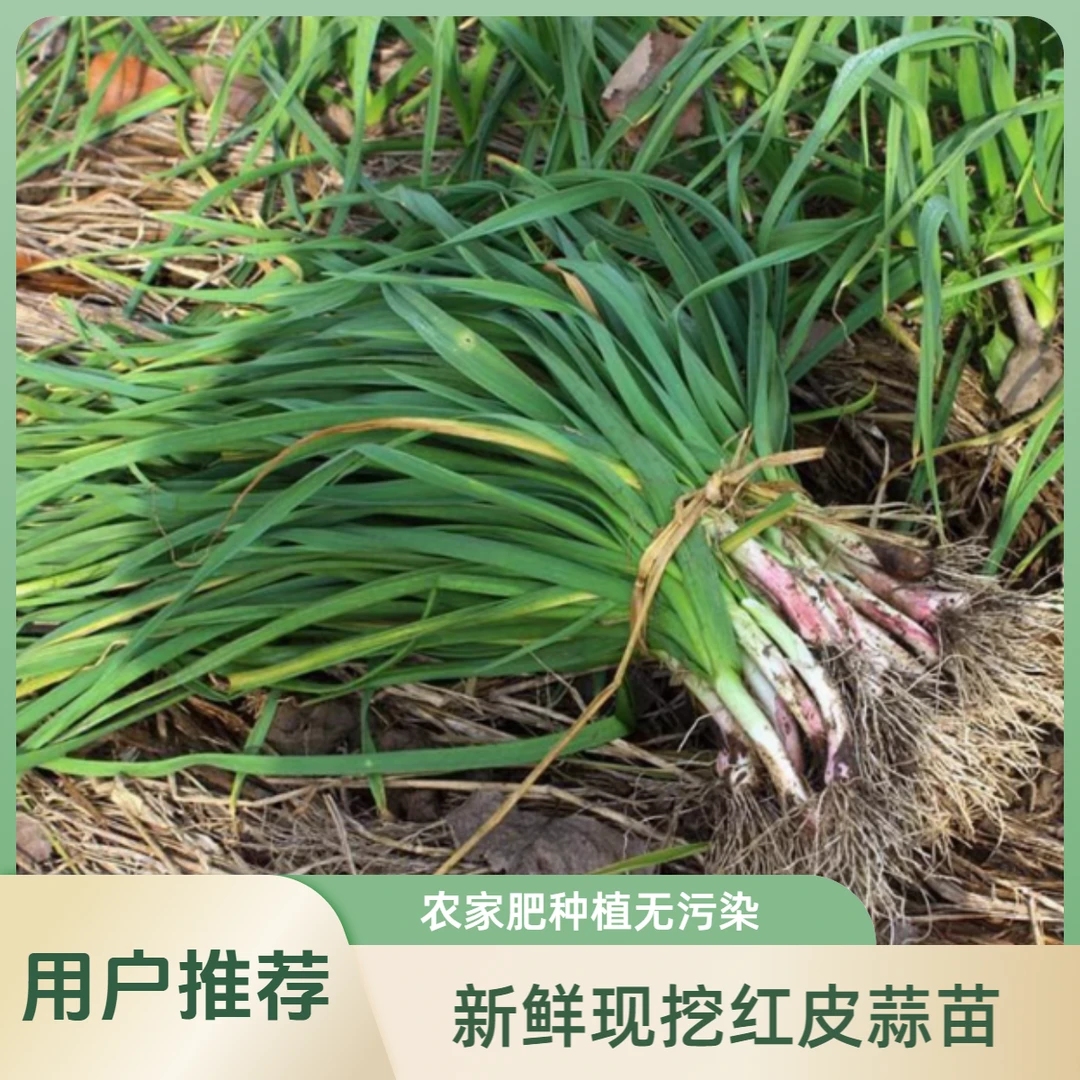 荆州直发农家自种红皮大蒜苗新鲜现摘当季自家种露天红根香蒜苗