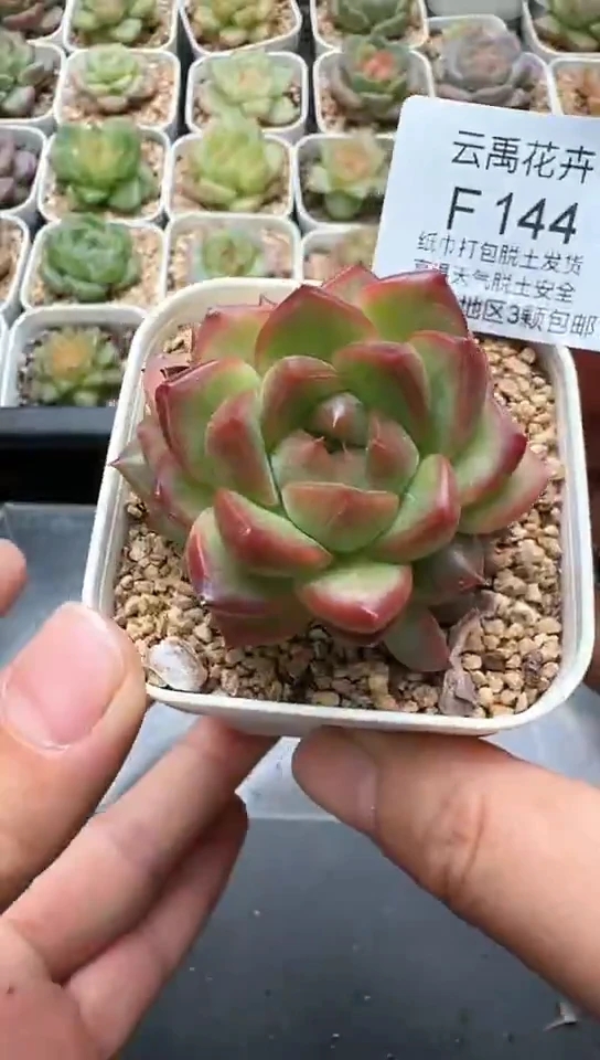 144F云禹多肉植物 默认脱土纸巾打包 3颗包邮