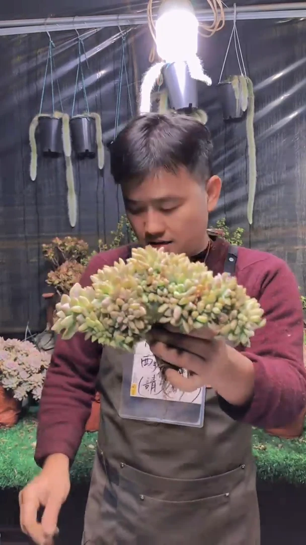 164淡雪缀化一物一拍