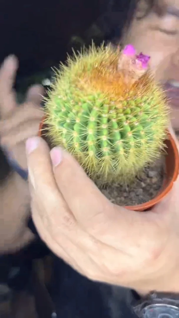 2颗 红彩玉【带根】6-8cm