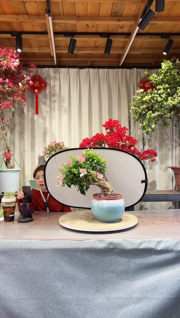 【闪购商品】盆景粉天使