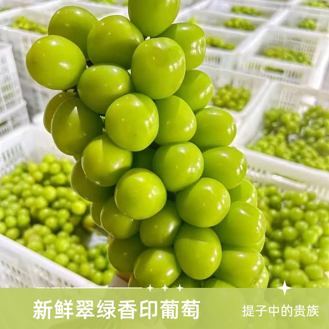 【顺丰京东次日达】阳光玫瑰新鲜葡萄晴王青提彩箱发当季水晶葡萄江苏省