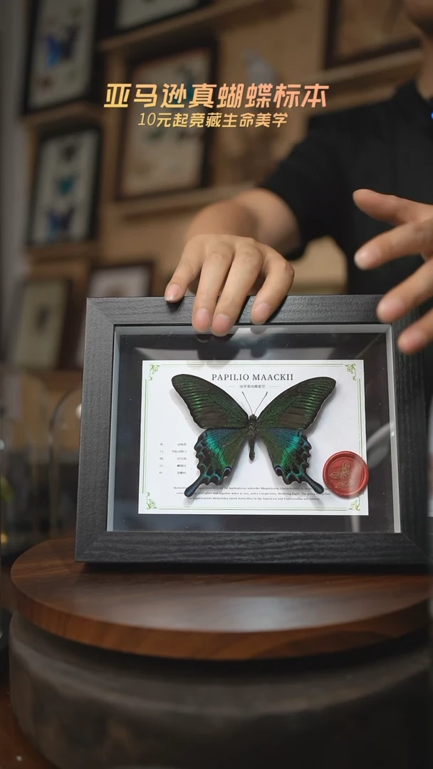 有机玻璃绿带翠凤蝶夏型8寸黑框国风版