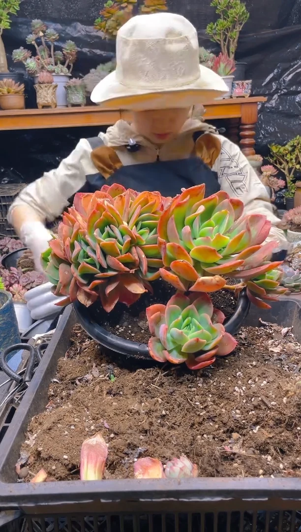 【闪购商品】1号超大绮罗