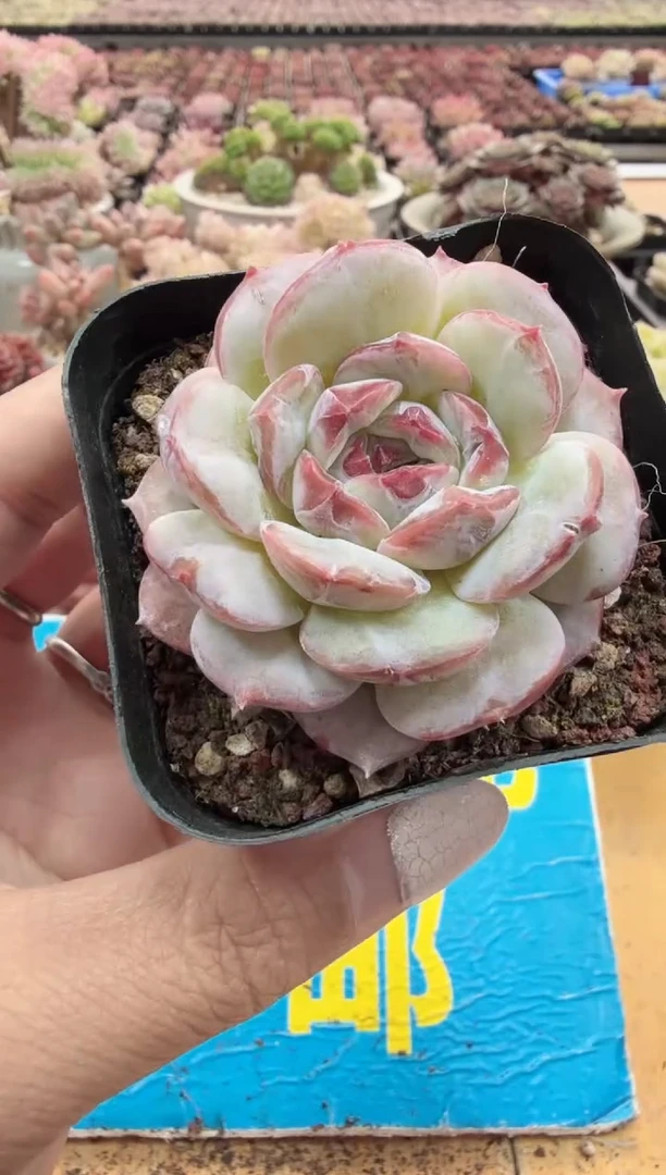 东云多肉园二店-237