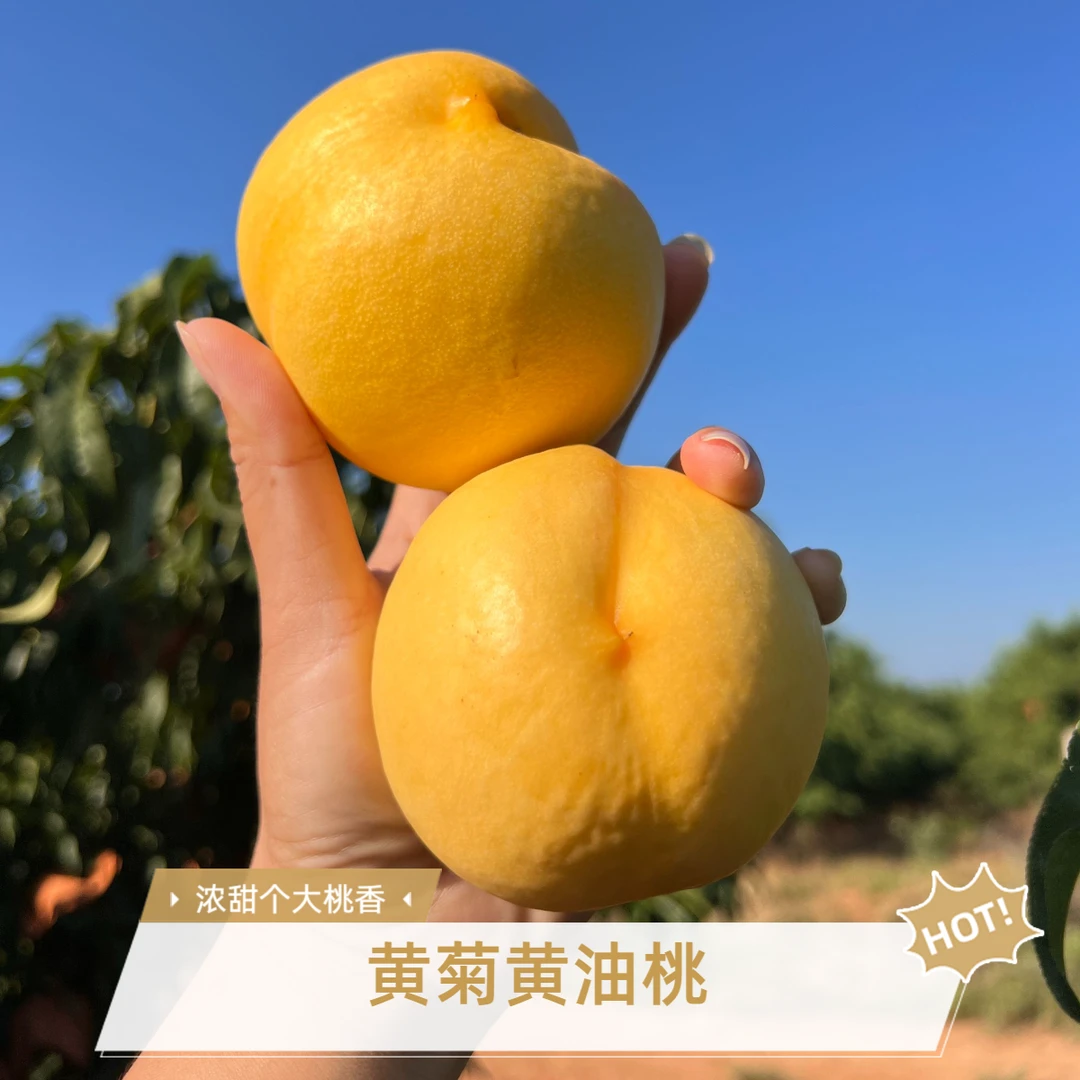 湖北油八黄油桃个大蜜甜脆软两吃当季水果圆通生鲜果园现摘直发