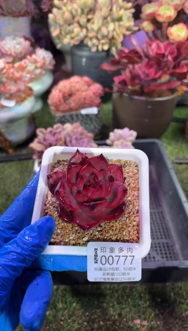 【闪购商品】00777