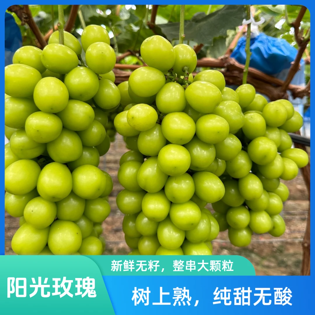 【顺丰冷链】大凉山阳光玫瑰青提葡萄树上熟无籽青提脆甜多汁包邮