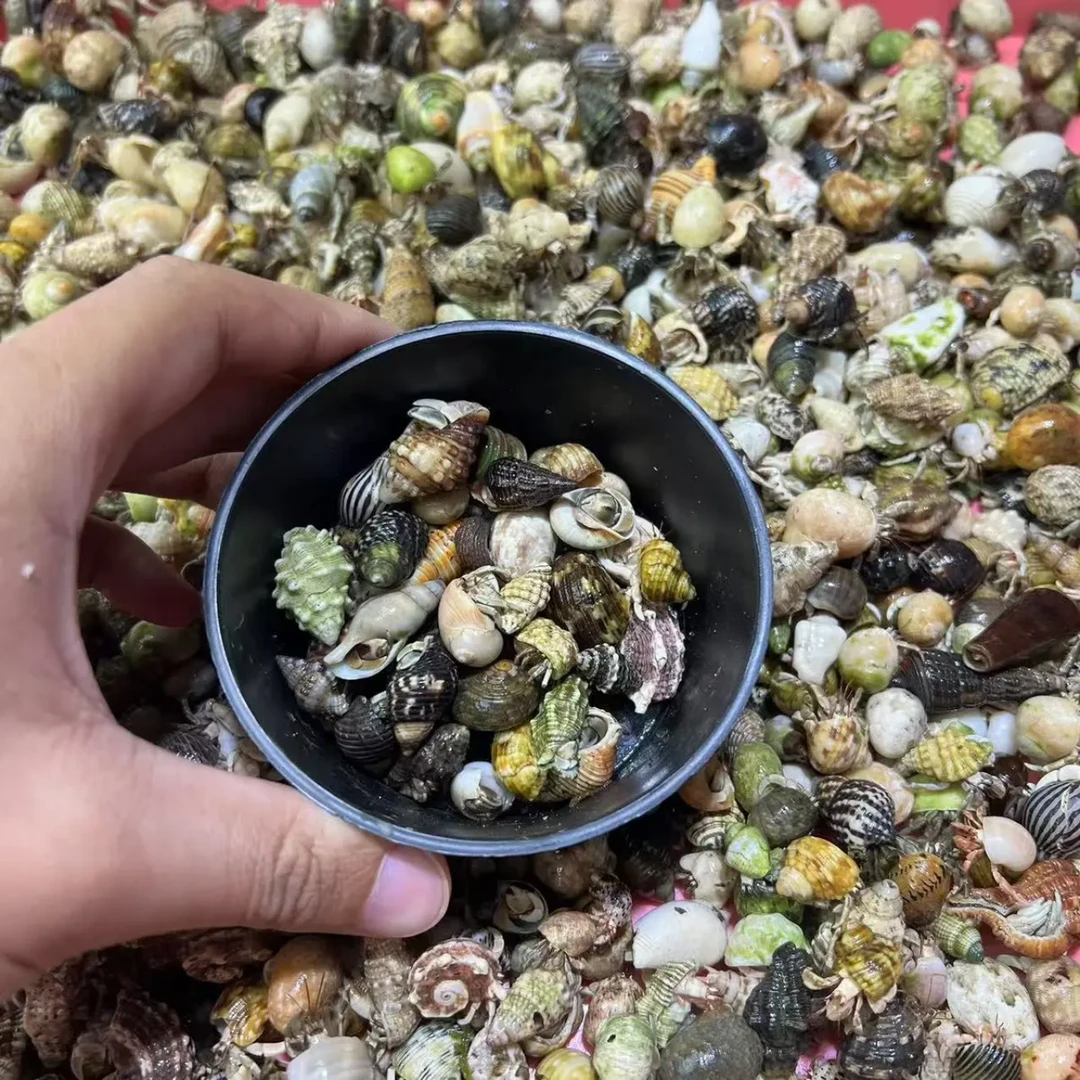 直播间小豆丁蟹铲