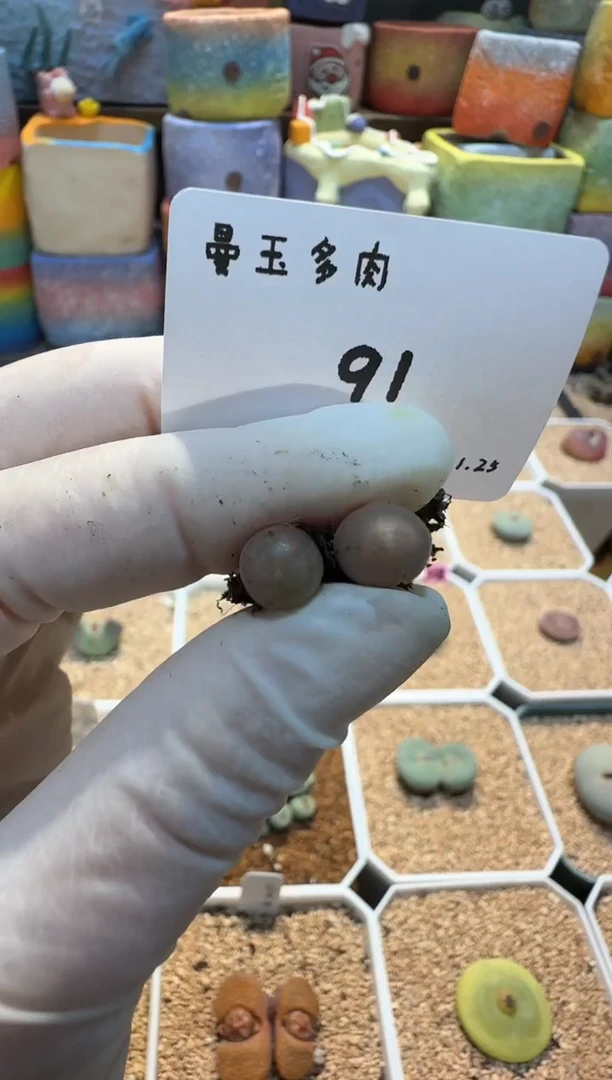 【闪购商品】25.1.25-91