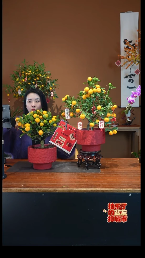 全部花朵小金桔盆景盆景