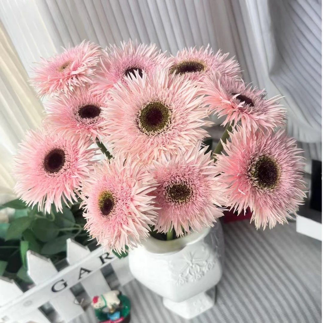 【一品花集】【粉拉丝】非洲菊一扎