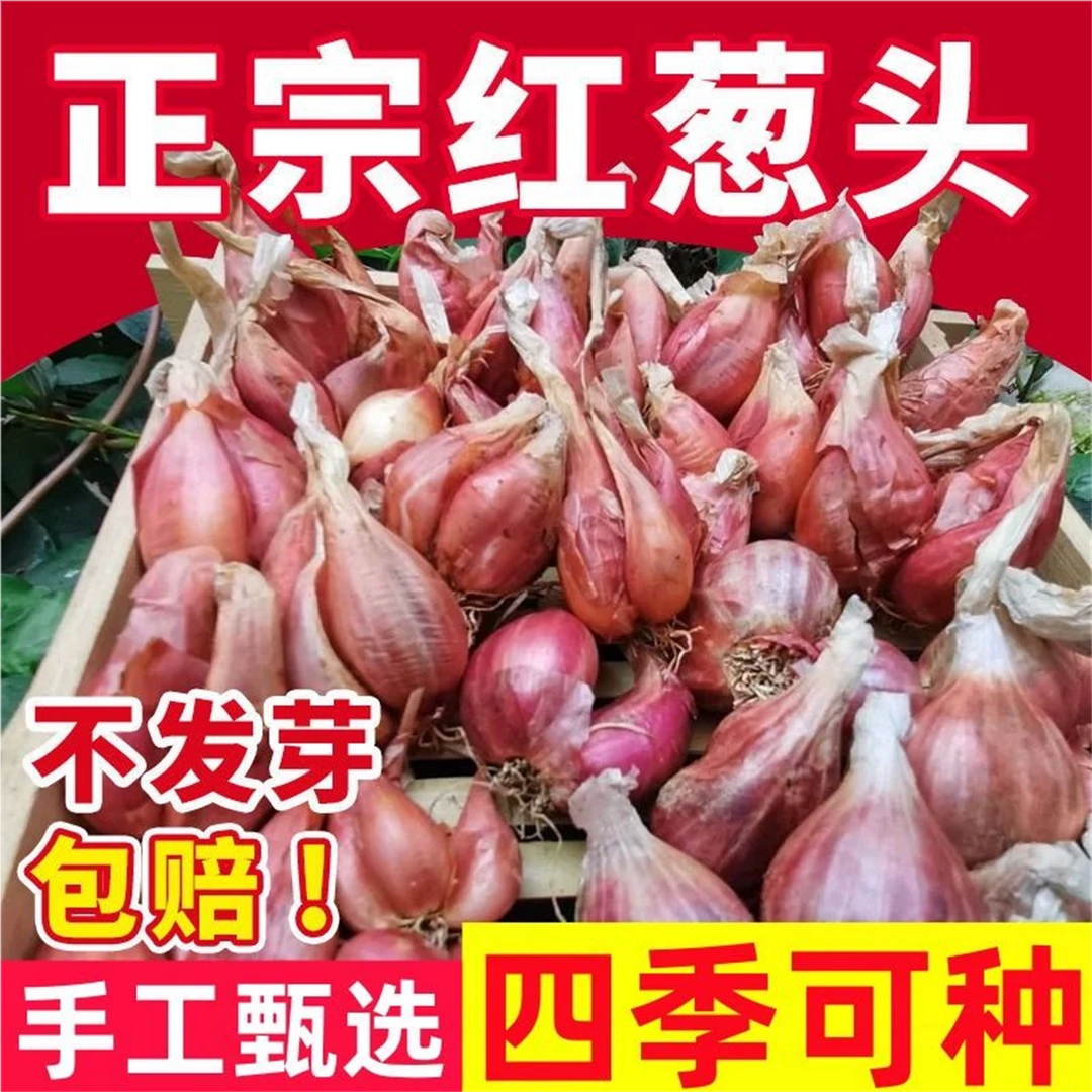 葱类红葱头新鲜蔬菜葱头葱头种四川小葱葱头种四季小香葱火葱头葱
