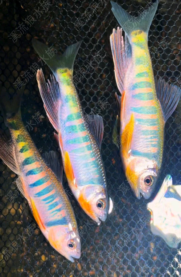 迷你长鳍鱲（新店活动价限量）观赏鱼广温冷水耐活好养活溪流原生鱼