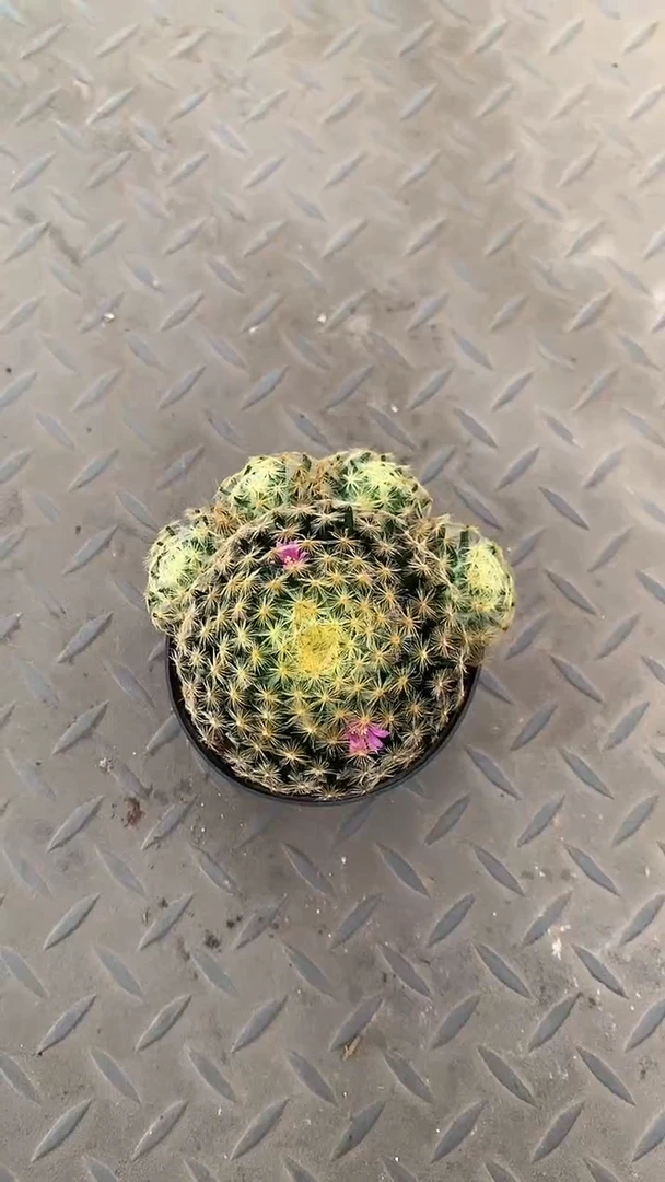 一物一拍 明星 裸根发货