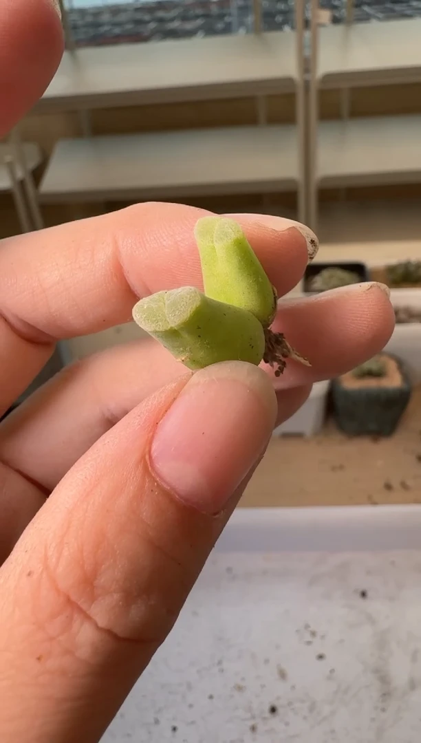 24-189多肉植物肉锥