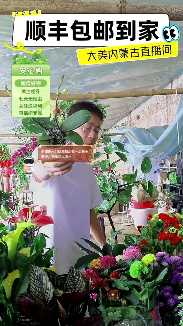 完全开放双剑蝴蝶兰