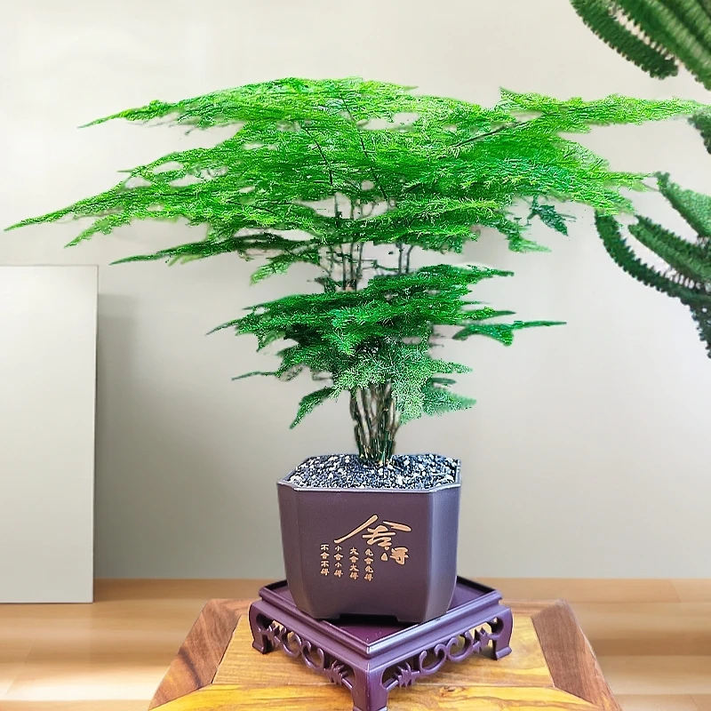 【种好发货】舍得盆 文竹桌面绿植盆栽室内耐寒懒人客厅四季青室内