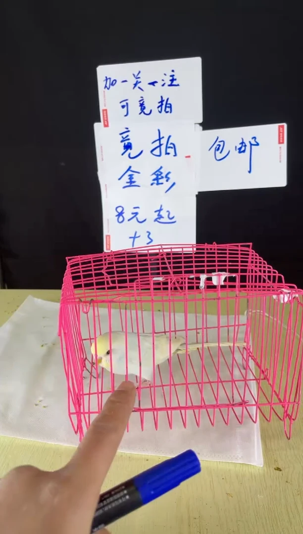 虎皮鹦鹉特色金彩