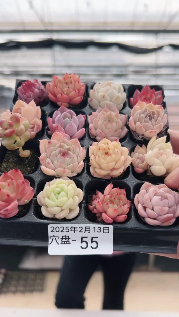 【闪购商品】穴盘-55