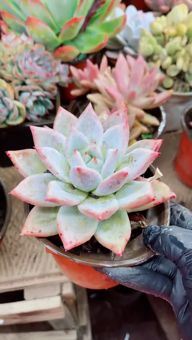 漫**端03015多肉植物一物一拍