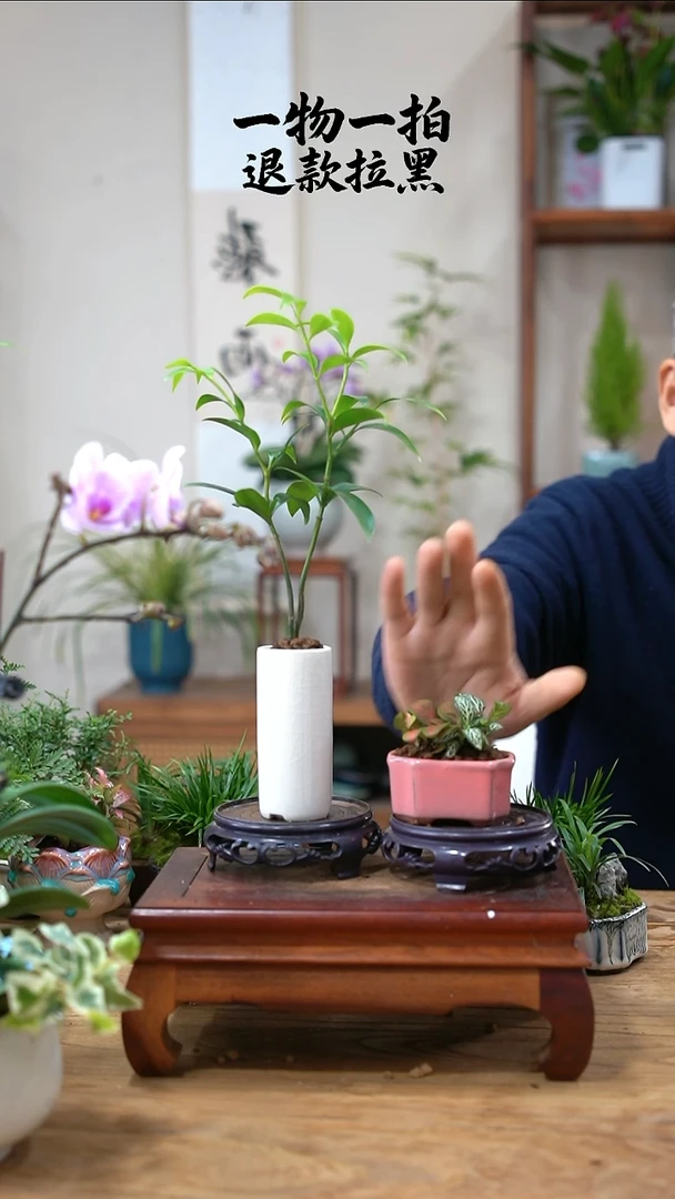 完全开放柱*呀网纹草+竹柏875