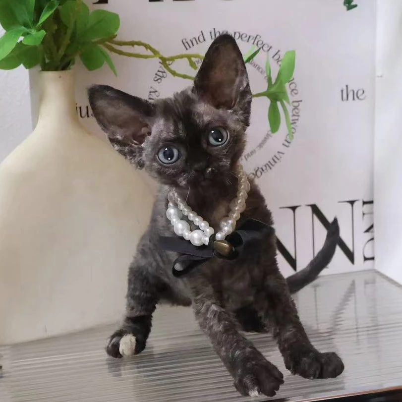 【蔚蓝】德文卷毛猫玳瑁妹妹-芝麻糊