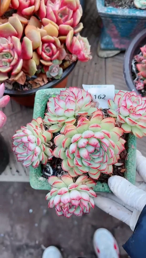 【闪购商品】20162