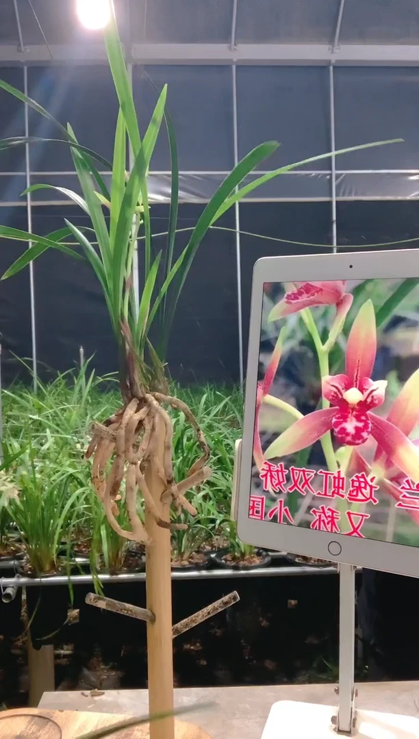 当前无花朵，栽培后可花朵岭***王小国魂