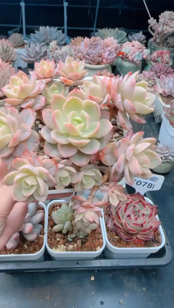 【闪购商品】7081.