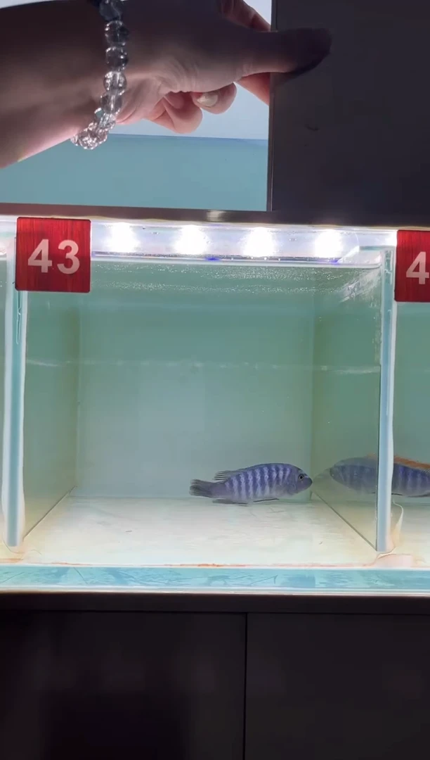 慈鲷鱼野生三湖慈鲷