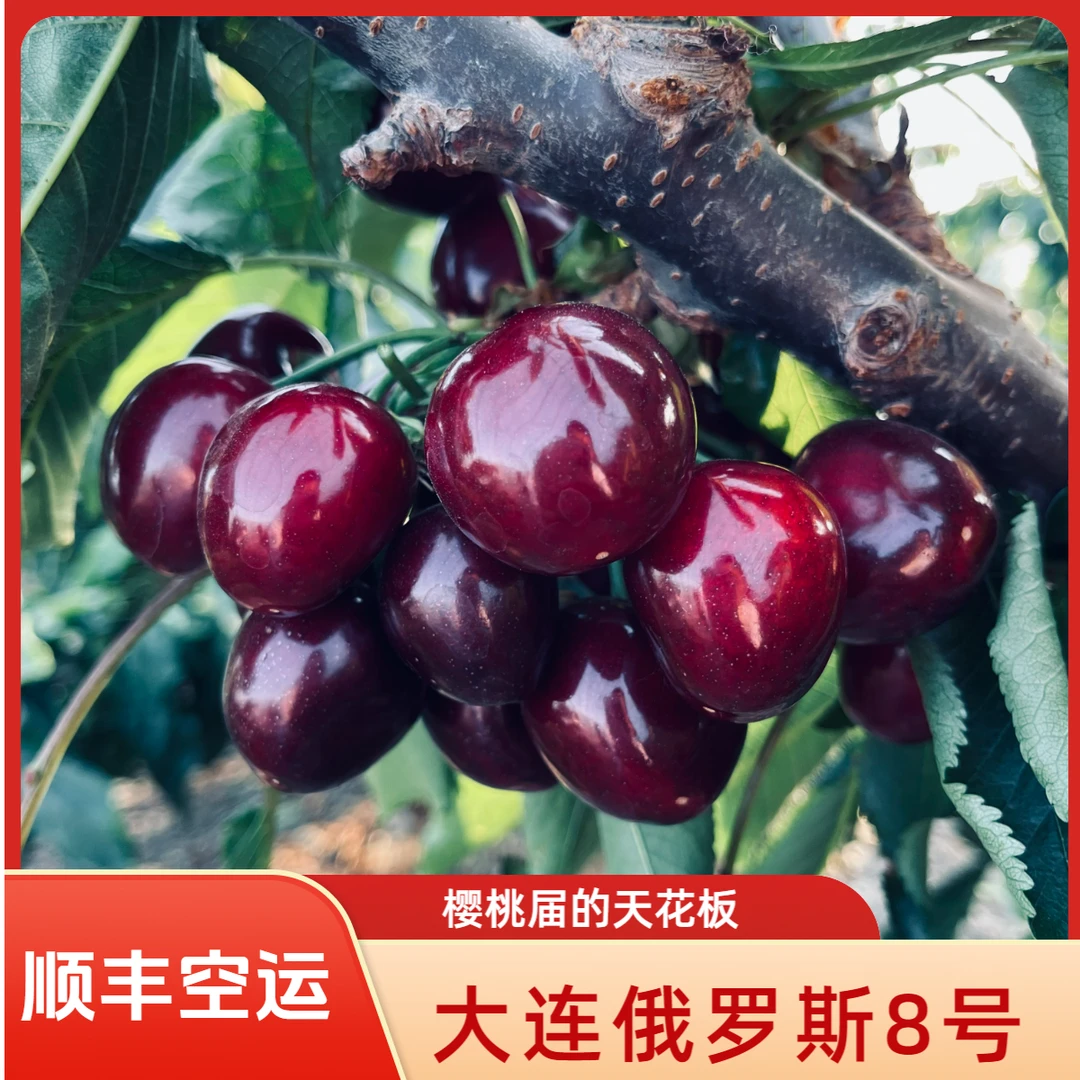 限量10单【特大果】顺丰空运大连俄罗斯八号大樱桃3J含香樱桃