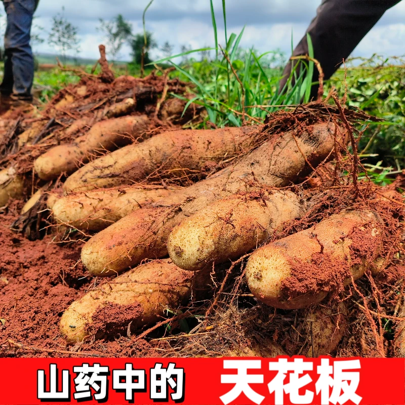 【首单直降】云南灵芝产地新鲜应季蔬菜0.5-9农家非紫怀山铁棍山药