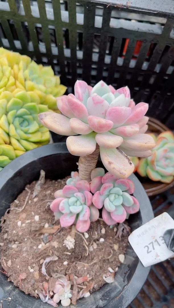 未**期多肉植物一物一拍27130