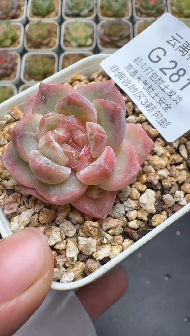 281G云禹多肉植物 脱土纸巾打包 3颗包邮