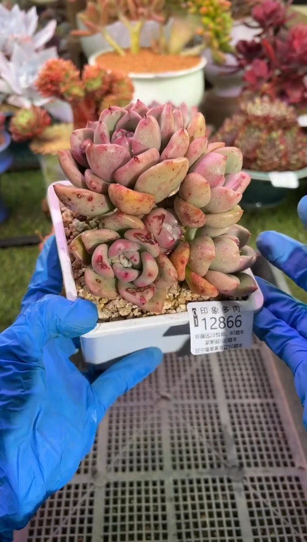 【闪购商品】12866