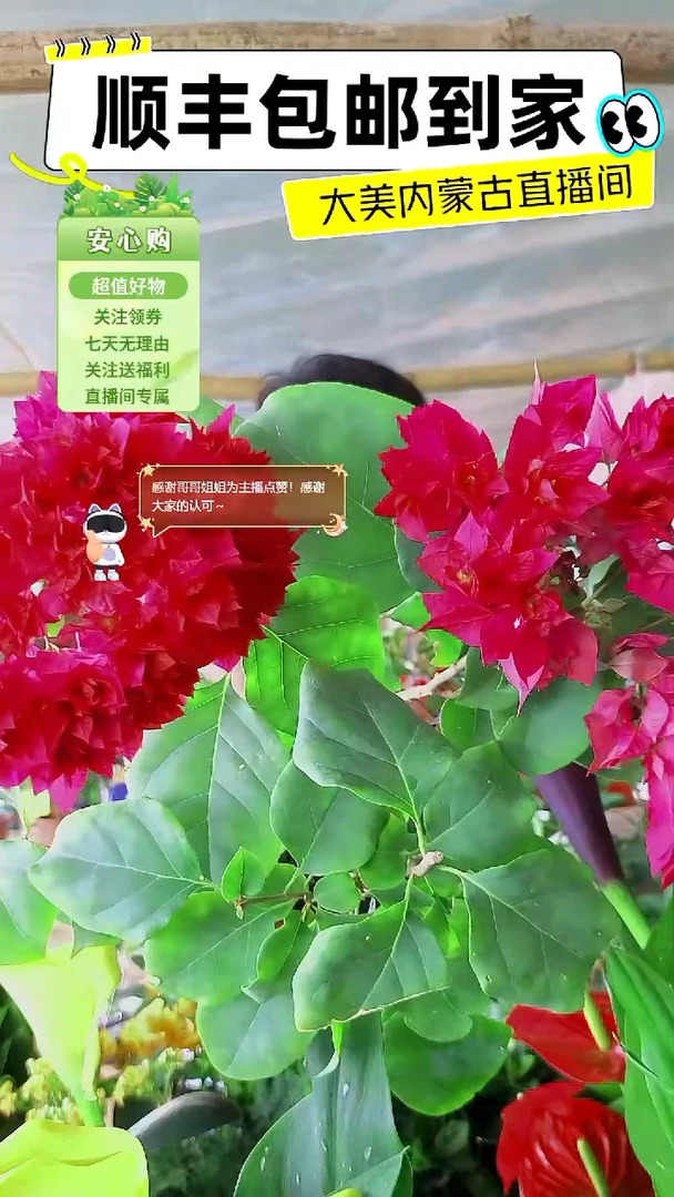完全开放重瓣同安红