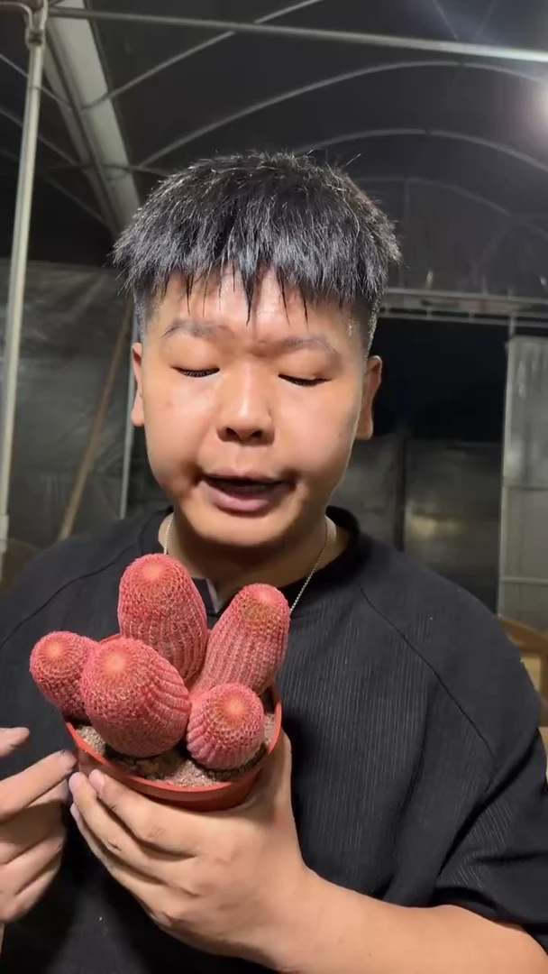 5头起发 红太阳【带根】