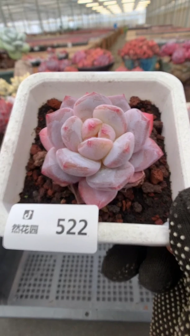 522星影一物一拍