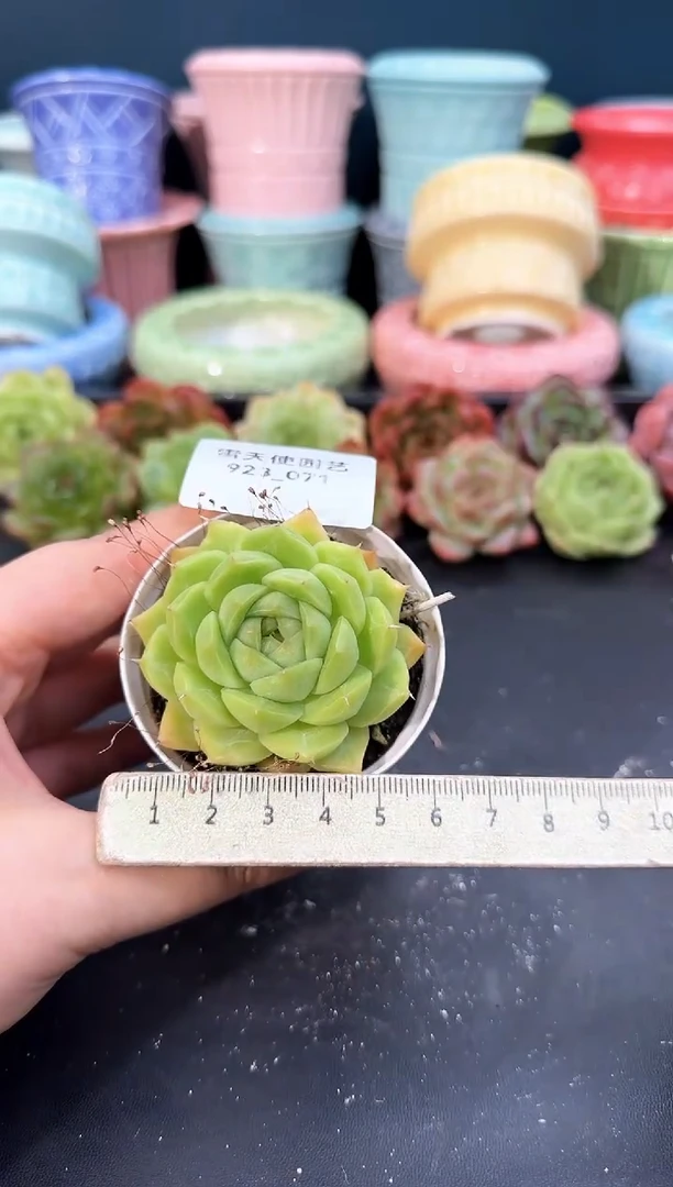923-071青山（冠幅5cm）