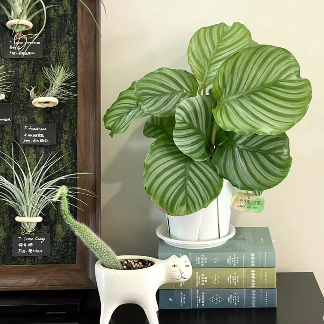青苹果竹芋盆栽室内吸甲醛净化空气办公桌面观叶植物四季常青好养