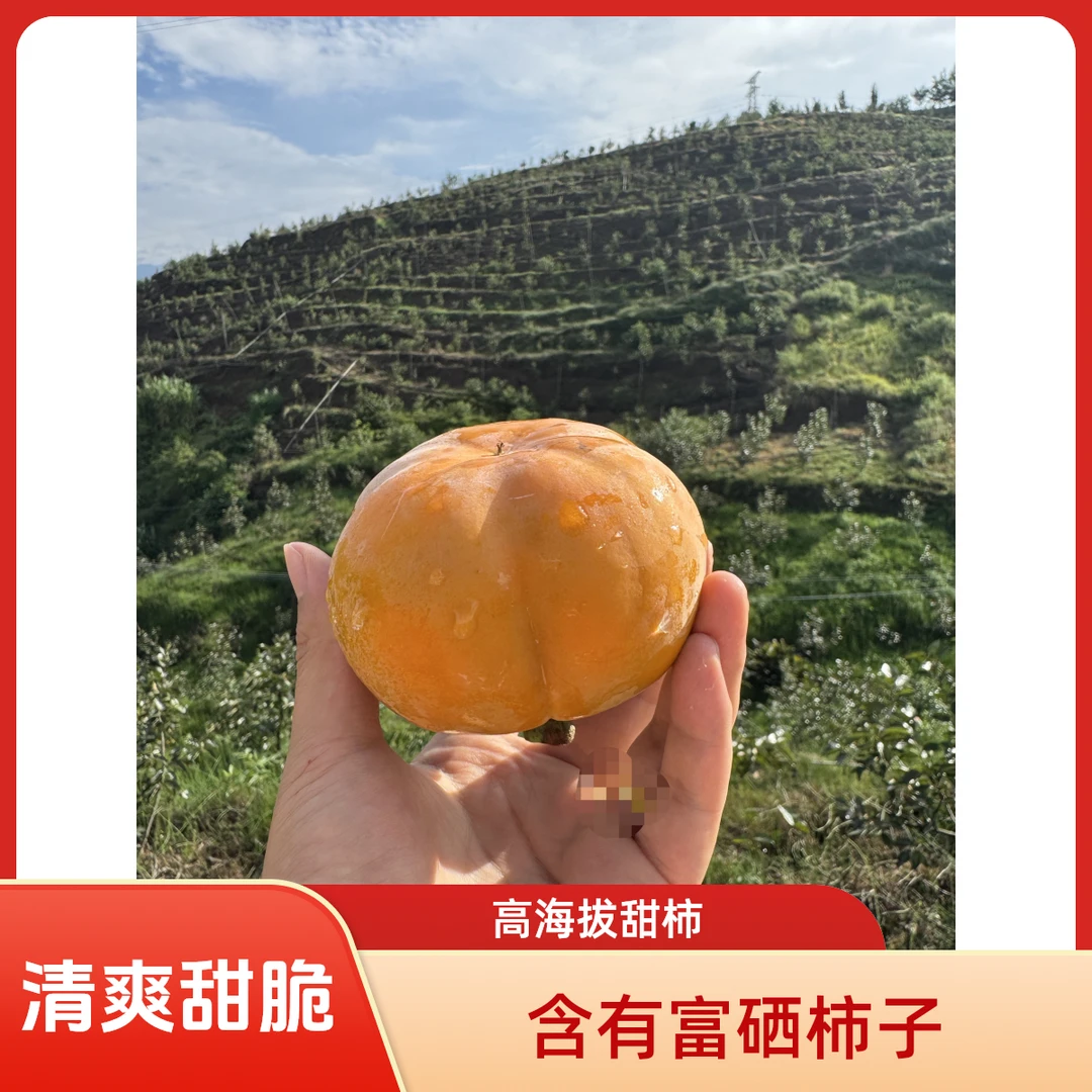 新鲜当季脆柿子清甜可口脆甜不涩果园直采