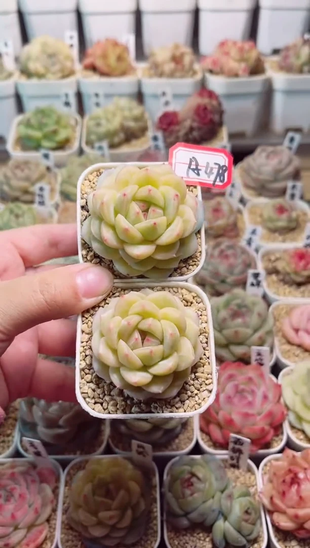 【闪购商品】A478风铃两个一物一拍