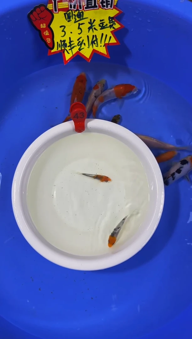 锦鲤活体二号链接